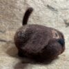 Fido dog