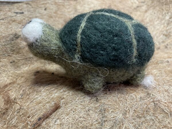 Turtle